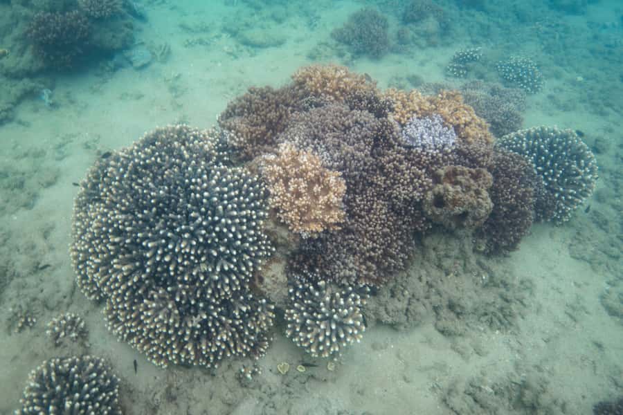 Hervey Bay: Turtle Discovery Eco Tour - Wildlife watching without a promise