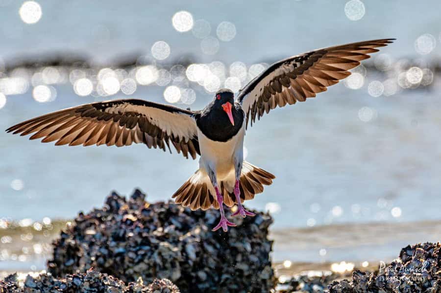 Hervey Bay: Turtle Discovery Eco Tour - Local stories add meaning to the coastline