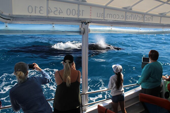 Hervey Bay Ultimate Whale Watching Cruise - Why Hervey Bay is a whale-watching favorite
