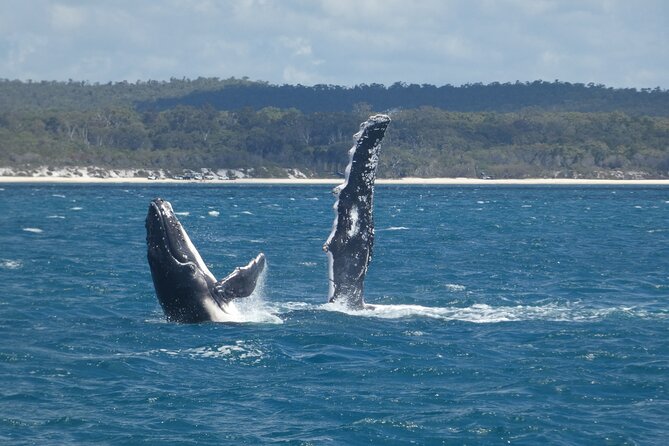 Hervey Bay Ultimate Whale Watching Cruise - Hearing whales through the hydrophone