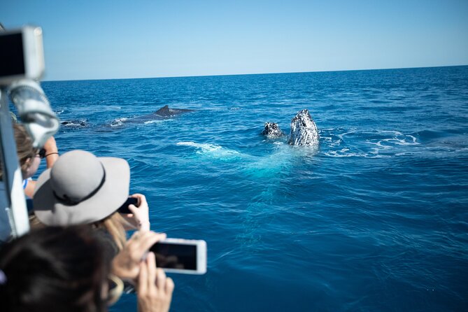 Hervey Bay Ultimate Whale Watching Cruise - Snacks, drinks, and the Junior Naturalist book