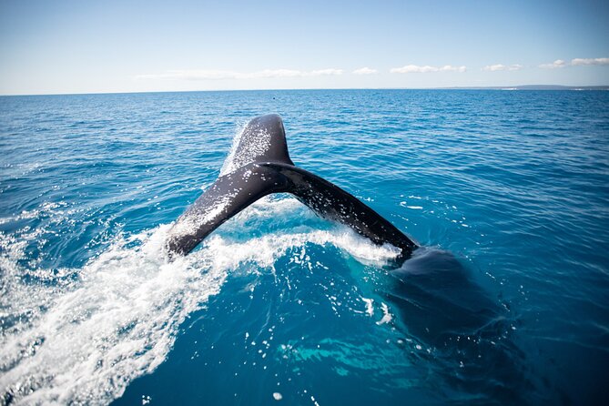 Hervey Bay Ultimate Whale Watching Cruise - The whale sighting guarantee and weather rules