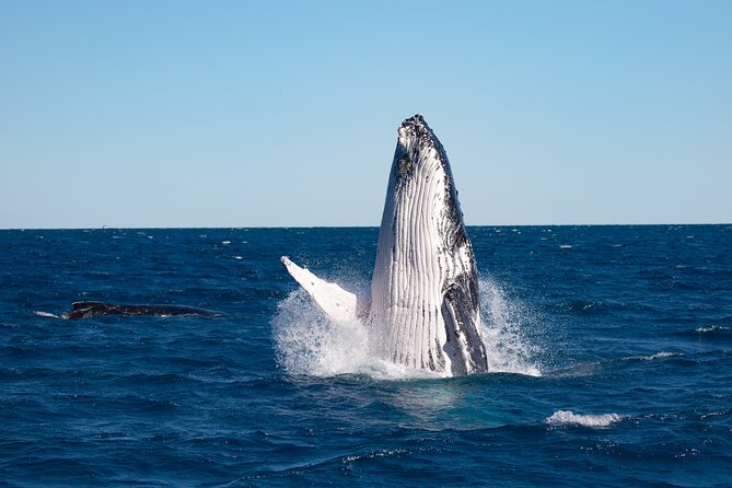 Hervey Bay Ultimate Whale Watching Cruise - Searching the bay for humpbacks