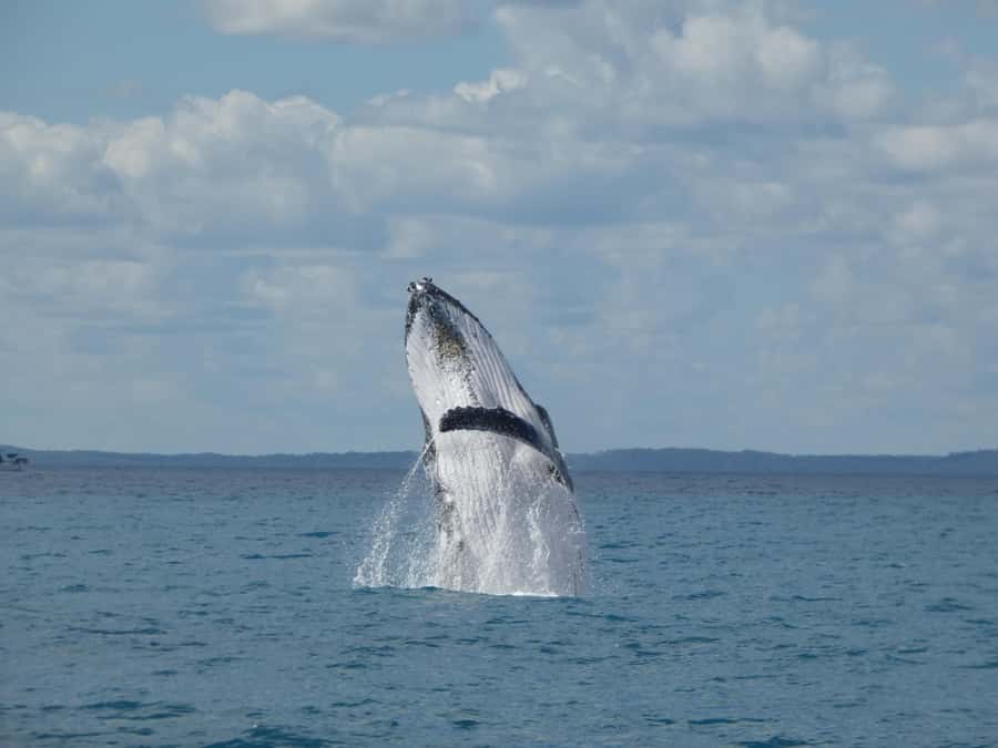 Hervey Bay: Ultimate Whale Watching Experience - Leaving Urangan for Platypus Bay