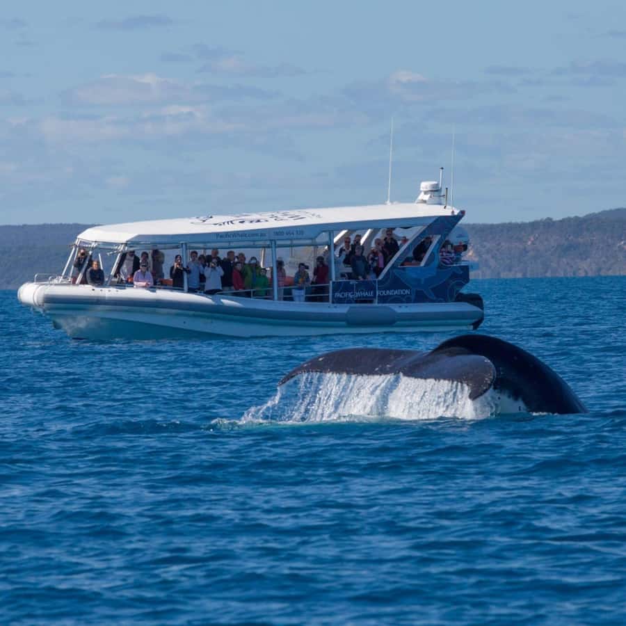 Hervey Bay: Ultimate Whale Watching Experience - Should you book the Ocean Defender?