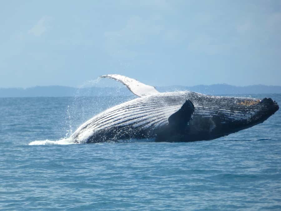 Hervey Bay: Ultimate Whale Watching Experience - Hearing a whale sing underwater
