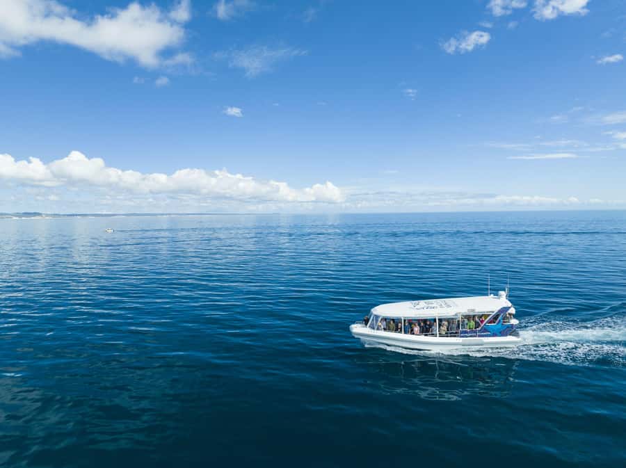 Hervey Bay: Ultimate Whale Watching Experience - Mothers, calves, and the chance of a spectacular show
