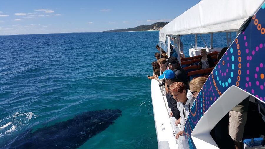 Hervey Bay: Ultimate Whale Watching Experience - Comfort on a small boat