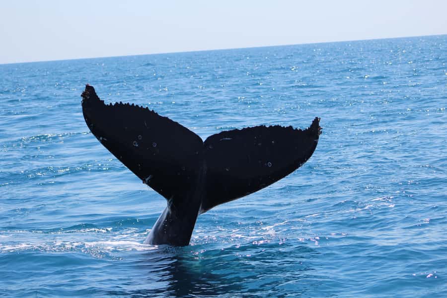Hervey Bay: Ultimate Whale Watching Experience - Snacks, soft drinks, and the children’s activity book