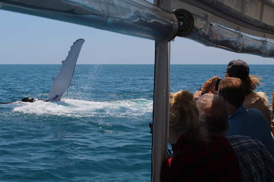 Hervey Bay: Ultimate Whale Watching Experience - A conservation-minded way to see whales