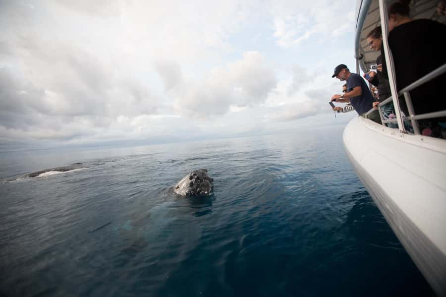 Hervey Bay: Ultimate Whale Watching Experience - Who should book this Hervey Bay whale watch