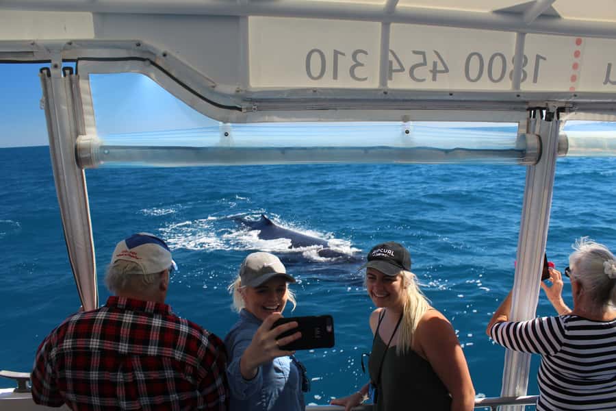 Hervey Bay: Ultimate Whale Watching Experience - Three hours of searching, watching, and listening