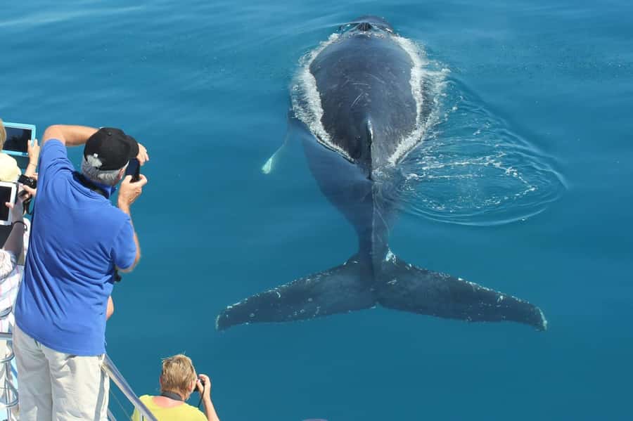 Hervey Bay Whale Odyssey Cruise - Key points to know before booking