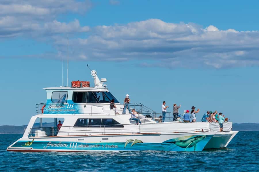 Hervey Bay Whale Odyssey Cruise - Six hours in Platypus Bay with Freedom