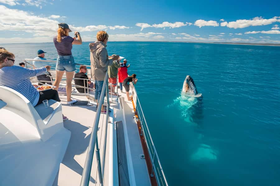 Hervey Bay Whale Odyssey Cruise - The first whale encounters in Platypus Bay