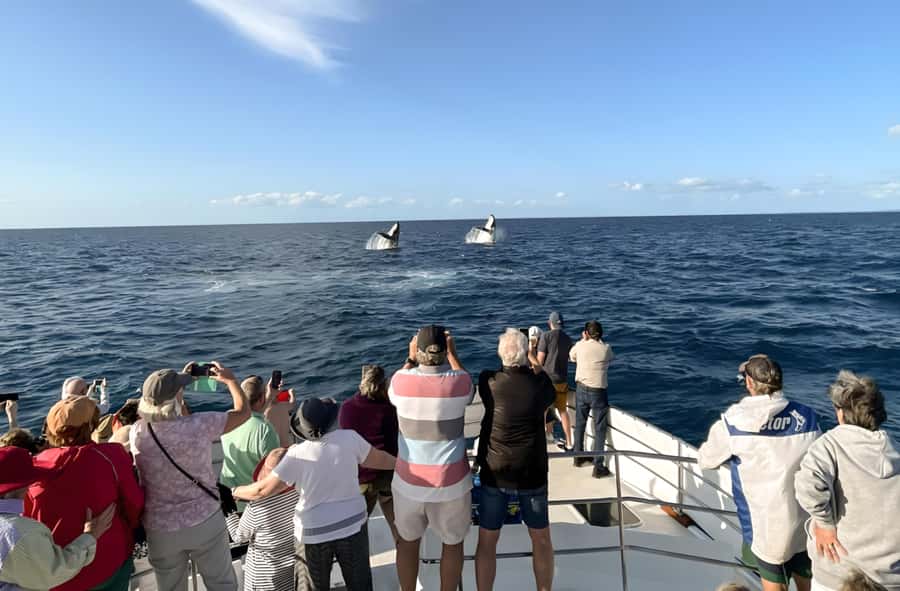 Hervey Bay Whale Odyssey Cruise - Whale song through the hydrophone