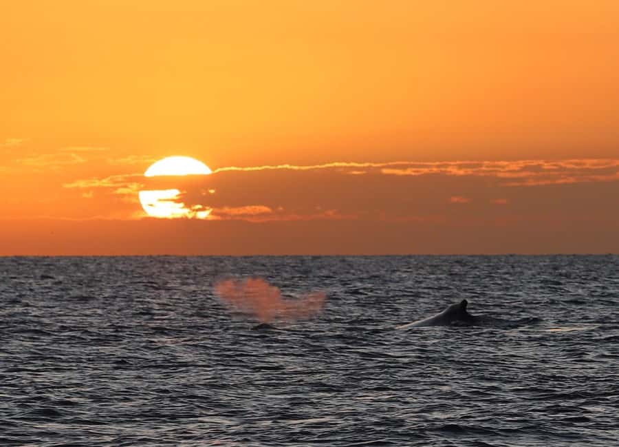 Hervey Bay Whale Odyssey Cruise - A surprisingly serious food offering