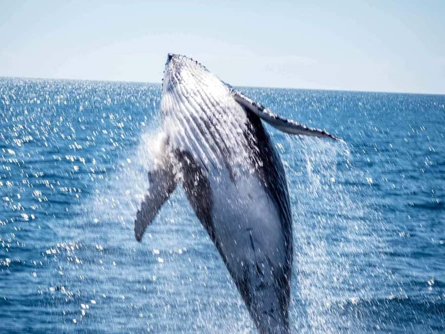 Hervey Bay Whale Odyssey Cruise - Comfort, motion, and practical limits