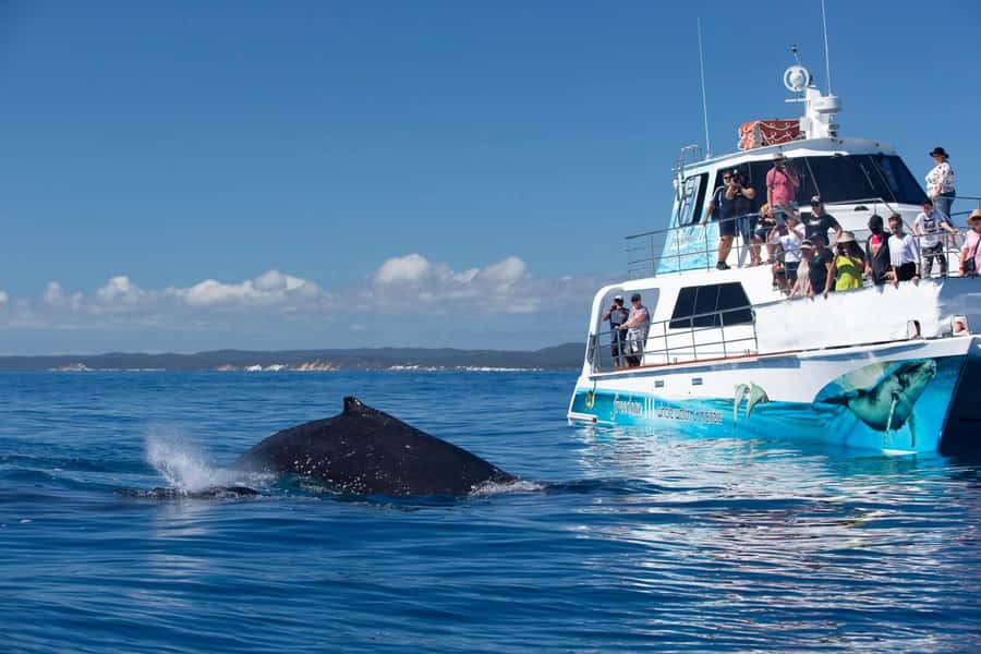 Hervey Bay Whale Odyssey Cruise - Is $138 good value for six hours?