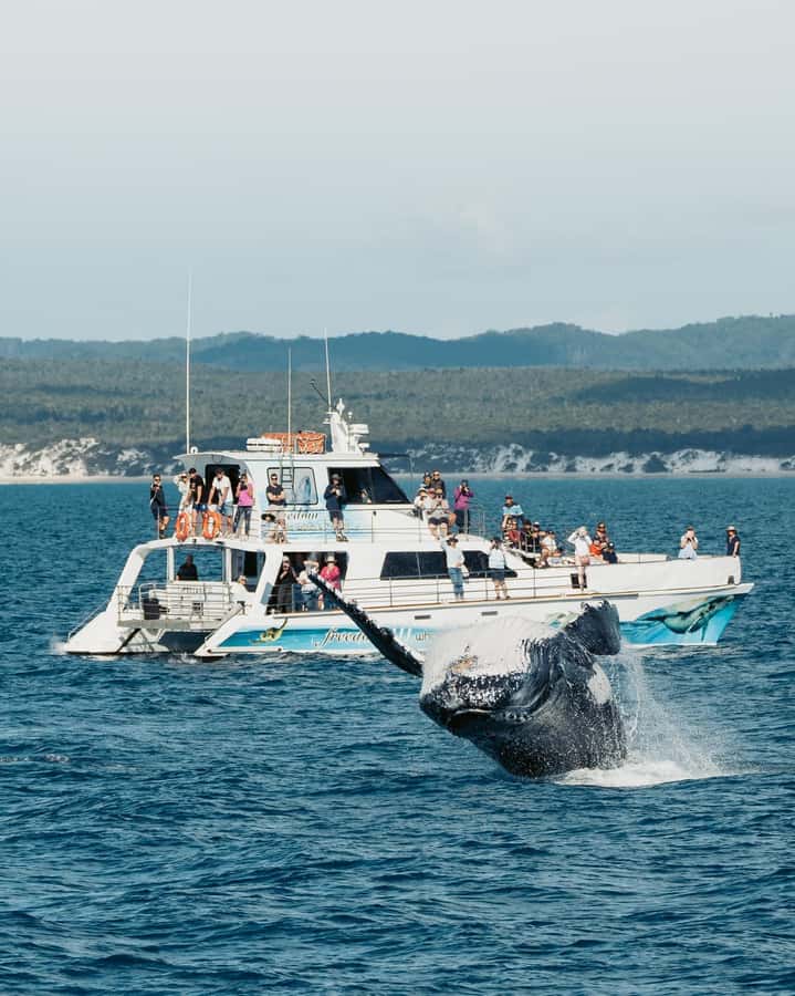 Hervey Bay Whale Odyssey Cruise - Who will enjoy this cruise most?
