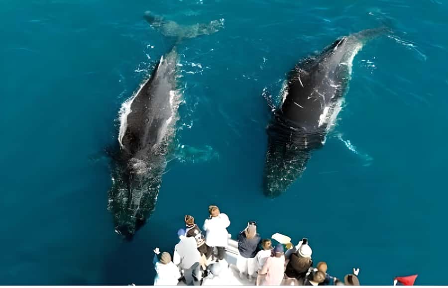 Hervey Bay Whale Odyssey Cruise - Leaving Urangan and crossing toward K’gari