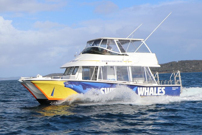 Hervey Bay Whale Swim and Watch - Key points to know before you book
