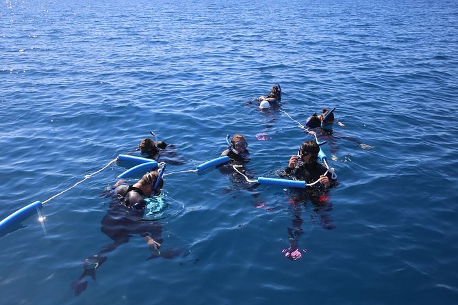 Hervey Bay Whale Swim and Watch - Starting at Urangan for a full day on the water