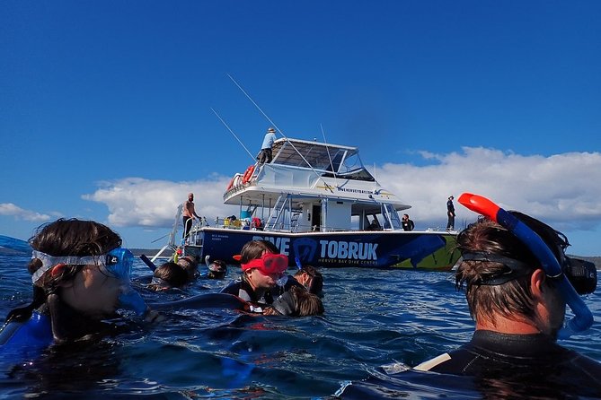 Hervey Bay Whale Swim and Watch - How much value you get for $125.43