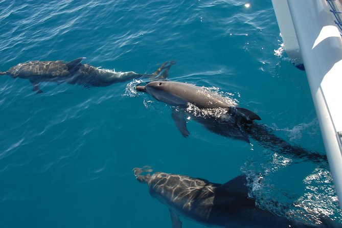 Hervey Bay Whale Swim and Watch - Booking details and cancellation rules