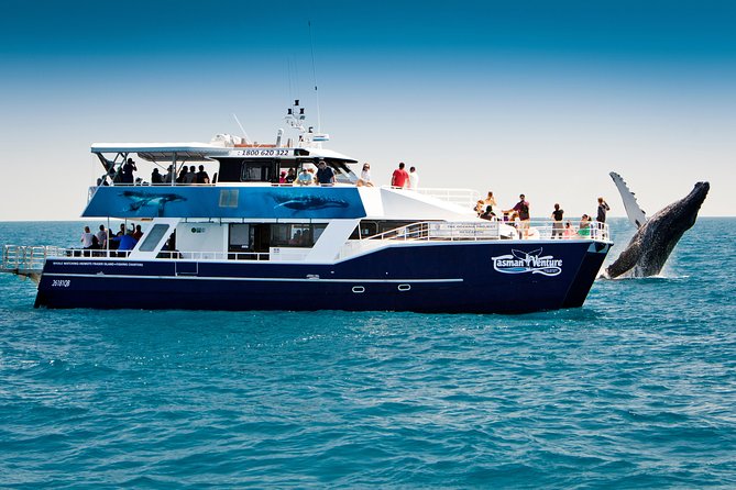 Hervey Bay Whale Watching Cruise - Key points to know before you go