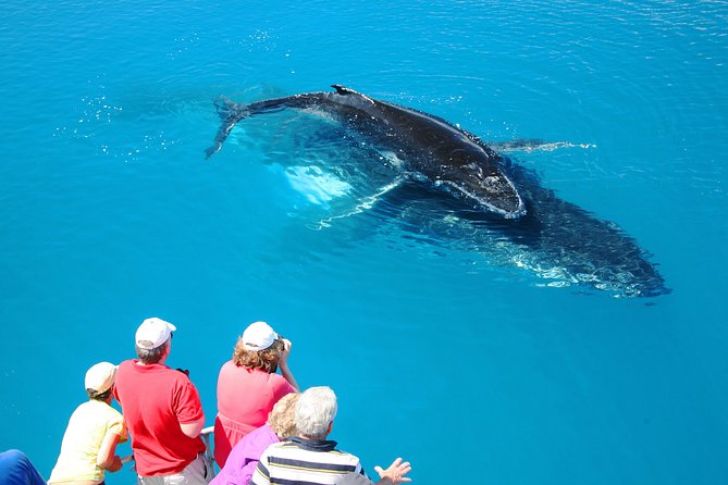 Hervey Bay Whale Watching Cruise - Setting out from Great Sandy Straits Marina