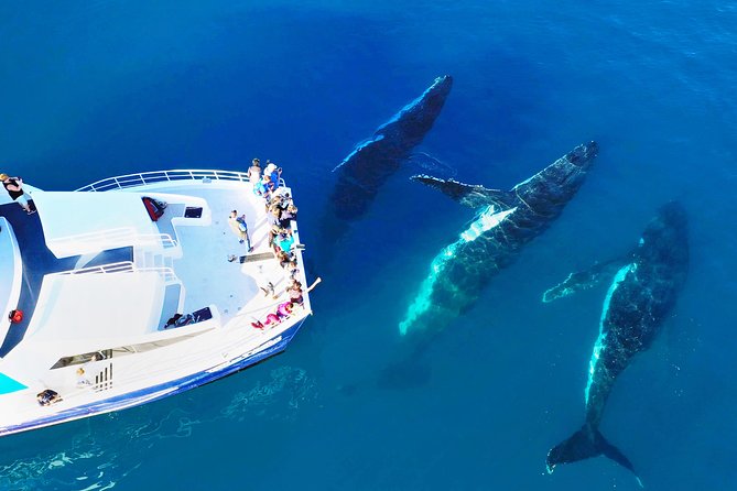 Hervey Bay Whale Watching Cruise - Watching from the outdoor platform