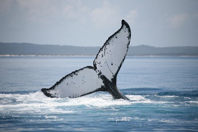 Hervey Bay Whale Watching Cruise - The underwater windows and hydrophones