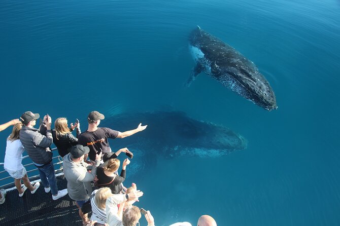 Hervey Bay Whale Watching Cruise - Four hours at sea, with real weather in the mix