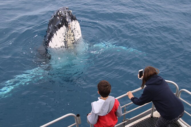 Hervey Bay Whale Watching Cruise - Returning with snacks and a final look