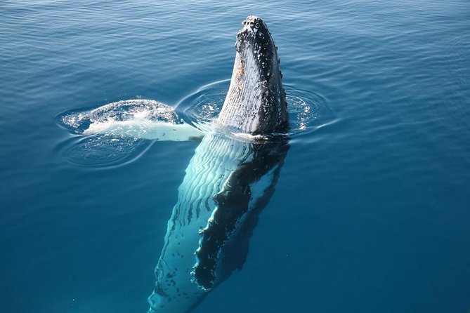Hervey Bay Whale Watching Cruise - Is the $105.09 price good value?