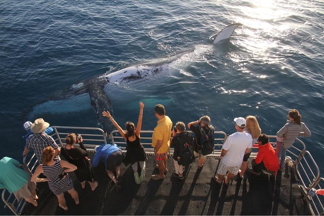 Hervey Bay Whale Watching Cruise - Who will enjoy this Hervey Bay cruise most?