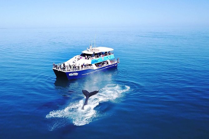 Hervey Bay Whale Watching Cruise - The trip out: tea, commentary, and the first search