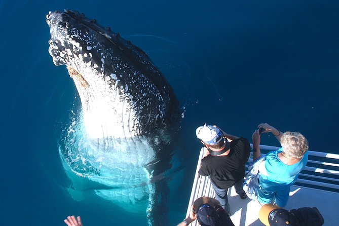Hervey Bay Whale Watching Experience - From Great Sandy Straits Marina to Platypus Bay