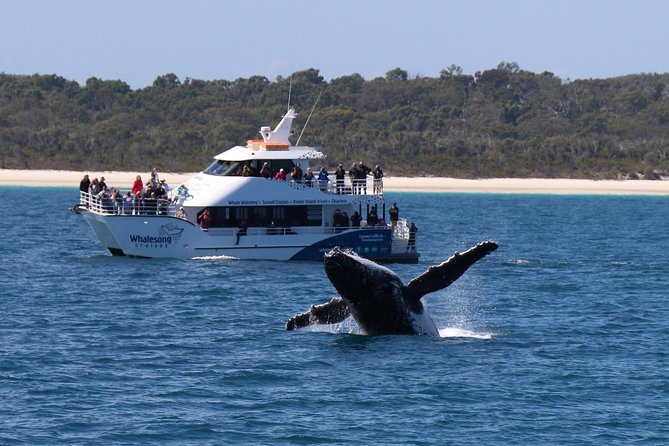 Hervey Bay Whale Watching Experience - Morning or afternoon: which departure makes sense?