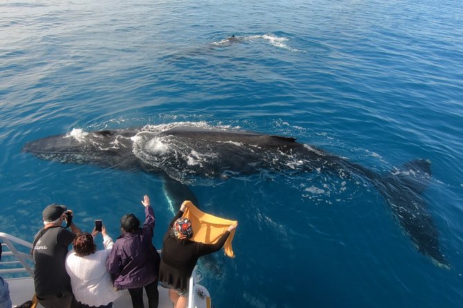 Hervey Bay Whale Watching Experience - Food, drinks, and comfort onboard