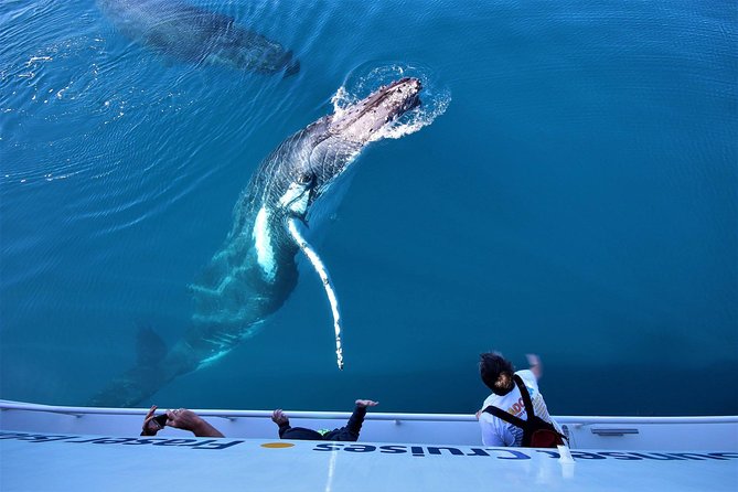 Hervey Bay Whale Watching Experience - Is $111 fair value for five hours?