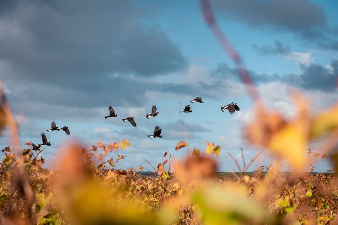 Hidden Gems: Boutique Full-Day Wine, Farm & Lunch Tour - Redgate Wines closes with a winemaker connection