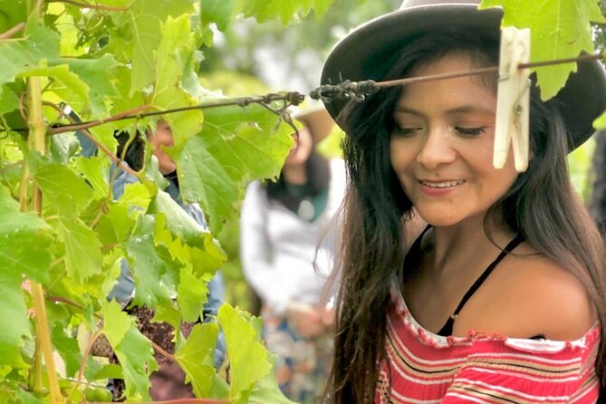 Hinterland Heritage Wine Tour - Four estates, not just four tasting counters