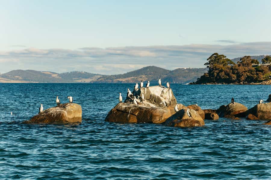 Hobart: 2.5-hour Iron Pot Lighthouse Cruise - From Franklin Wharf to Mount Wellington