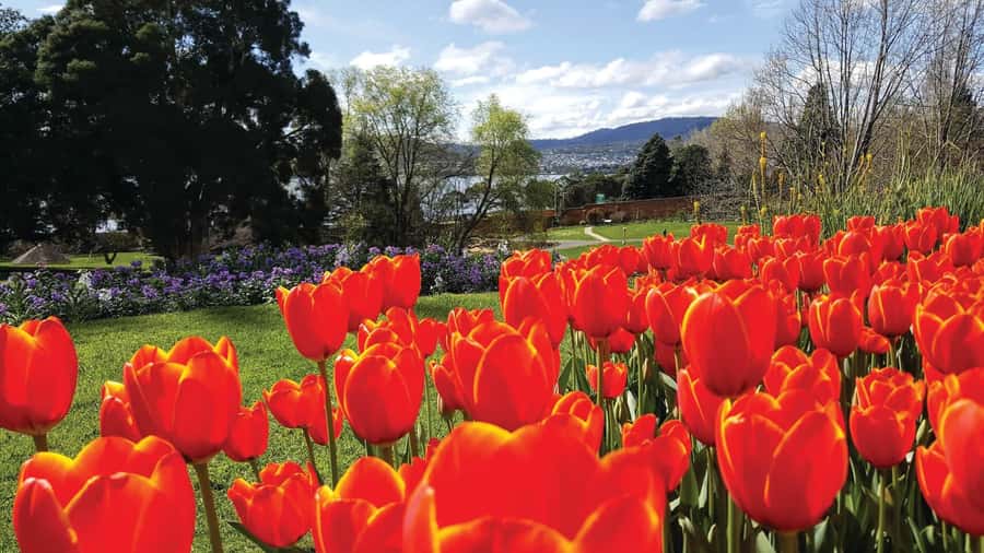 Hobart: 3-Hour City Sightseeing Tour - Battery Point from the coach
