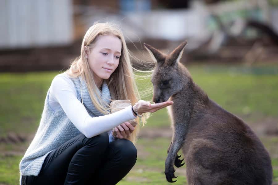 Hobart: Admission Ticket to Bonorong Wildlife Sanctuary - Why Bonorong feels different from a regular zoo