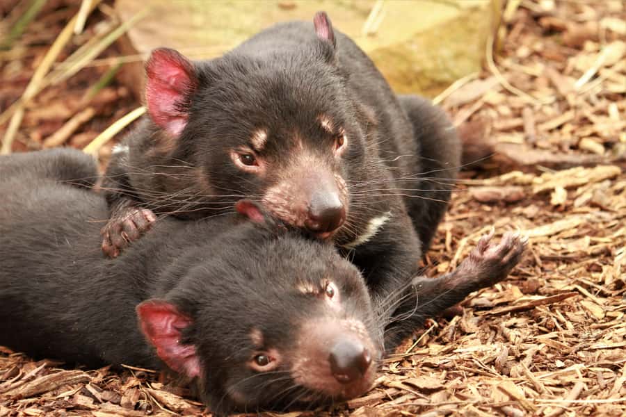 Hobart: Admission Ticket to Bonorong Wildlife Sanctuary - Tasmanian devils are the headline animals
