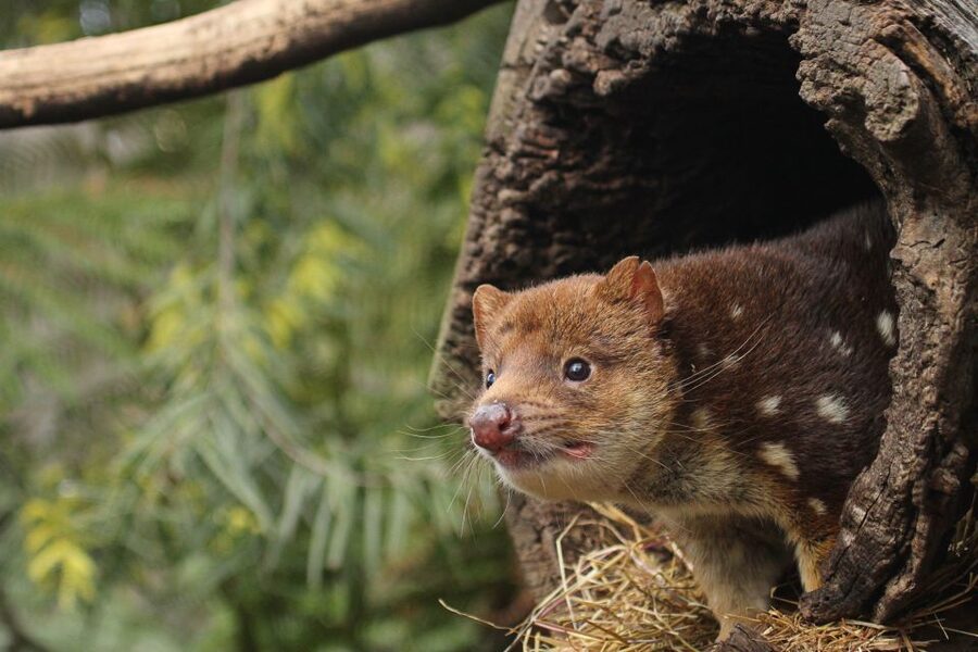 Hobart: Admission Ticket to Bonorong Wildlife Sanctuary - Wombats, echidnas and quolls add variety