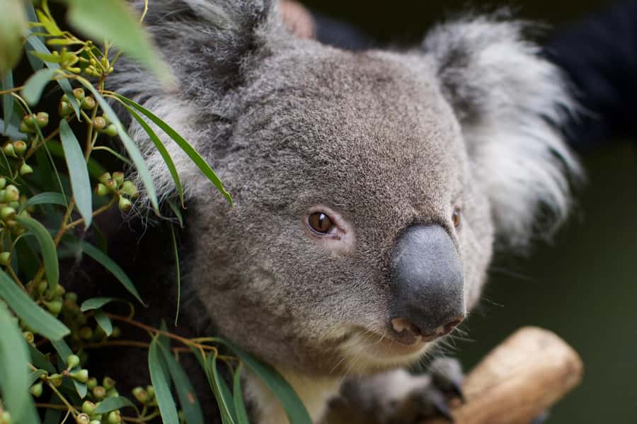 Hobart: Admission Ticket to Bonorong Wildlife Sanctuary - Who will enjoy Bonorong most